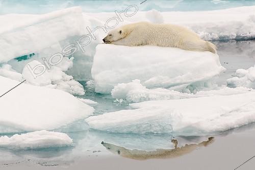 Biosphoto | 2406149 | Polar bear (Ursus maritimus) on the ice floe and its reflection in the Arctic Ocean, Svalbard | &copy; Raphaël Sané / Biosphoto