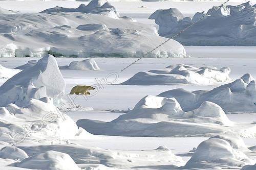 Biosphoto | 2396243 | Polar bear (Ursus maritimus) on the ice floe of Scoresbysund, Greenland | &copy; Pierre Vernay / Biosphoto