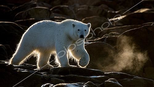 Biosphoto | 2611474 | Polar bear (Ursus maritimus) walking on a rocky coast against the light, Philpots island, Arctic Canada | &copy; Raphaël Sané / Biosphoto