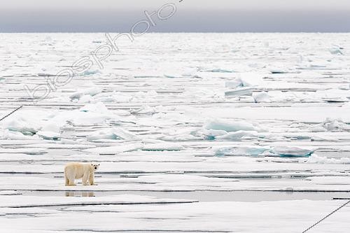 Biosphoto | 2611463 | Polar bear (Ursus maritimus) walking on broken pack ice off the coast of Spitsbergen | &copy; Raphaël Sané / Biosphoto