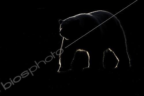 Biosphoto | 2101278 | Polar bear (Ursus maritimus) walking on shore against the light, Barter Island, North of the Arctic Circle, Alaska. | &copy; Patrick Kientz / Biosphoto
