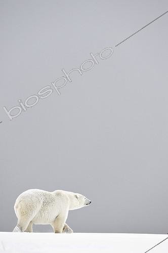 Biosphoto | 2022223 | Polar bear walking in the snow - Barter Island Alaska | &copy; Patrick Kientz / Biosphoto