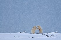Biosphoto | 1474925 | Polar bears in snowfall in Alaska | &copy; Fabrice Simon / Biosphoto