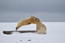 Biosphoto | 1478538 | Polar bears in the Arctic National Wildlife Refuge Alaska  | &copy; Fabrice Simon / Biosphoto