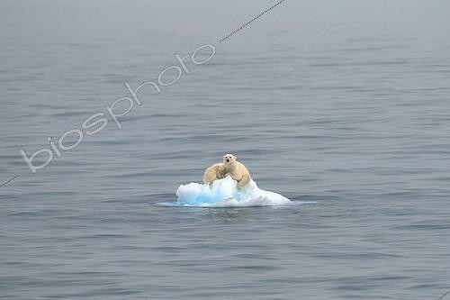 Biosphoto | 751889 | Polar Bears mother & cub distressed on little ice floe drift ; The little ice floe drifting 12 miles from the coast in the Strait. The cub will probably not make it since iceberg was melting rapidly and cubs are unable to swim that long. | &copy; Eric Lefranc / Biosphoto