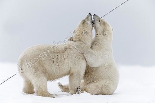 Biosphoto | 1975383 | Polar bears playing on the ice - Barter Island Alaska  | &copy; Sylvain Cordier / Biosphoto