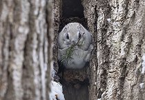 Biosphoto | 2601926 | Polatouche du Japon (Pteromys momonga) se nourrissant d'une branche de pin, Hokkaido, Japon | &copy; Frédéric Desmette / Biosphoto
