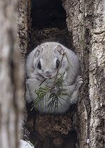Biosphoto | 2601927 | Polatouche du Japon (Pteromys momonga) se nourrissant d'une branche de pin, Hokkaido, Japon | &copy; Frédéric Desmette / Biosphoto