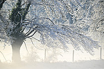 Biosphoto | 2621649 | Pollard oak covered in frost and snow in winter, Loire-Atlantique, France. | &copy; Guy Piton / Biosphoto