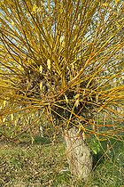 Biosphoto | 2409239 | Pollarded crack willow (Salix fragilis), Ottrott, Bas-Rhin, Alsace, France | &copy; Frédéric Tournay / Biosphoto