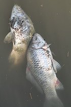 Biosphoto | 1247171 | Pollution dead fish in Hungary | &copy; Jean-François Noblet / Biosphoto