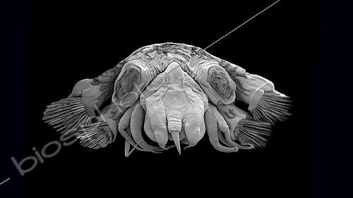 Biosphoto | 2620031 | Polychète (Ampharetidae sp) vivant aux abords de sources hydrothermales. Méiofaune des abysses, Pourquoi pas les abysses ?, IFREMER, Microscope électronique à balayage (MEB) | &copy; Gilles Martin / IFREMER / Biosphoto
