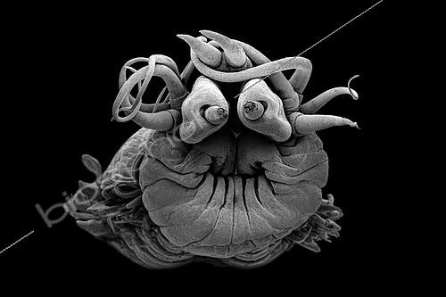 Biosphoto | 2620021 | Polychète (Nereididae sp) vivant aux abords de sources hydrothermales. Ce ver polychète utilise ses tentacules pour apporter de la nourriture à sa bouche. Ses deux yeux sont en réalité des palpes qui ont un rôle sensoriel. Méiofaune des abysses, Pourquoi pas les abysses ?, IFREMER, Microscope électronique à balayage (MEB) | &copy; Gilles Martin / IFREMER / Biosphoto