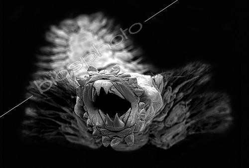 Biosphoto | 2620053 | Polychète,(Polychaeta sp). Polychète vivant aux abords de sources hydrothermales. Ce ver polychète utilise ses tentacules pour apporter de la nourriture à sa bouche. La crinière de soies qui l’entoure lui sert à se déplacer et à se défendre. Méiofaune des abysses, Pourquoi pas les abysses ?, IFREMER, Microscope électronique à balayage (MEB) | &copy; Gilles Martin / IFREMER / Biosphoto