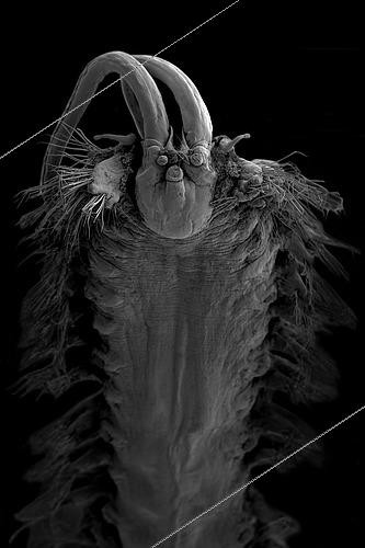 Biosphoto | 2620106 | Polychète (Polynoidae sp). Vivant aux abords de sources hydrothermales. Ce ver polychète utilise ses tentacules pour apporter de la nourriture à sa bouche. La crinière de soies qui l’entoure lui sert à se déplacer et à se défendre. Méiofaune des abysses, Pourquoi pas les abysses ?, IFREMER, Microscope électronique à balayage (MEB) | &copy; Gilles Martin / IFREMER / Biosphoto