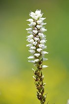 Biosphoto | 1250792 | Polygonum flowers Mont Cenis France Alps  | &copy; Claude Balcaen / Biosphoto