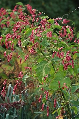 Biosphoto | 754032 | Polygonum in The Garden of Marie-Ange in Croisette France | &copy; Hervé Lenain / Biosphoto
