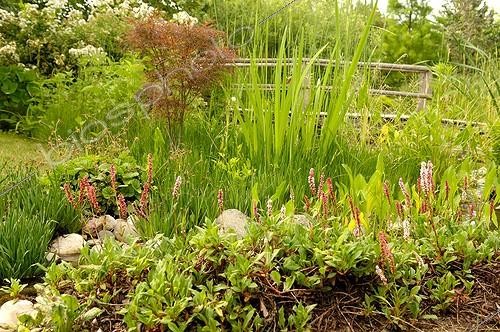Biosphoto | 494964 | Polygonum Iris and Japanese maple uk Marguerite Garden | &copy; Claude Thouvenin / Biosphoto