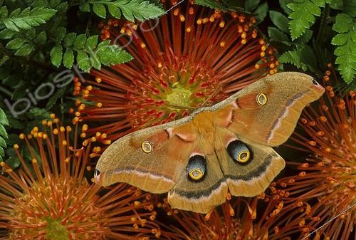 Biosphoto | 2050502 | Polyphème d'Amérique (Antheraea polyphemus), Keystone Heights, Floride, USA | &copy; Michael Turco / Biosphoto