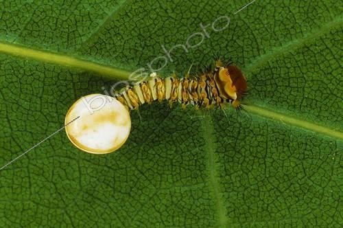 Biosphoto | 2050442 | Polyphemus moth (Antheraea polyphemus) caterpillar hatching, Florida, USA | &copy; Michael Turco / Biosphoto