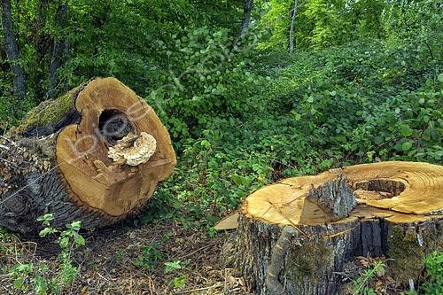 Biosphoto | 2610192 | Polypore soufré (Laetiporus sulphureus) parasitant un tronc, il est un des acteurs de la pourriture cubique. qui détruise la cellulose et les hémicelluloses du bois (en épargnant la lignine) du bois vivant. France | &copy; Jean-Philippe Delobelle / Biosphoto