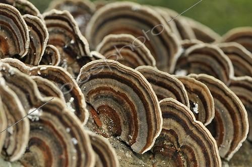 Biosphoto | 1155177 | Polypores versicolores sur une branche France | &copy; Denis Bringard / Biosphoto