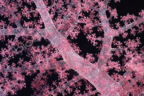 Biosphoto | 643990 | Polyps and skeleton of a Soft Coral in the Red Sea Egypt | &copy; Didier Brandelet / Biosphoto