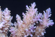 Biosphoto | 981056 | Polyps of Branching Coral, Ras Mohammed, Sinai, Red Sea, Egypt | &copy; Borut Furlan / WaterFrame / Biosphoto