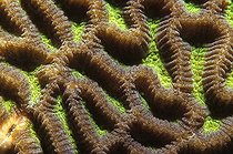 Biosphoto | 981021 | Polyps of Stony Corals, Ras Mohammed, Sinai, Red Sea, Egypt | &copy; Borut Furlan / WaterFrame / Biosphoto