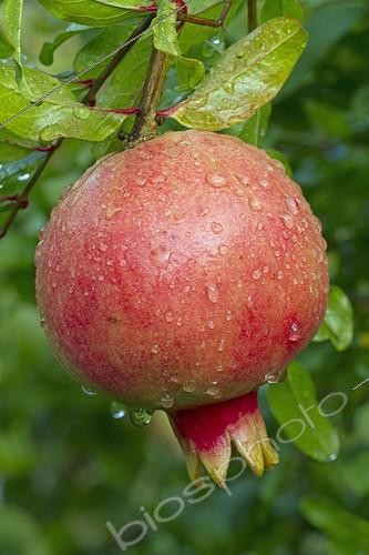 Biosphoto | 2076965 | Pomegranate (Punica granatum) 'Provence' | &copy; Frédéric Tournay / Biosphoto