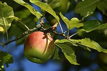 Biosphoto | 2067030 | Pomme (Malus pumila), variété 
