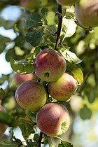 Biosphoto | 2067040 | Pomme (Malus pumila), variété 