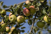 Biosphoto | 2067034 | Pomme (Malus pumila), variété 