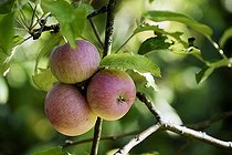 Biosphoto | 2067037 | Pomme (Malus pumila), variété 