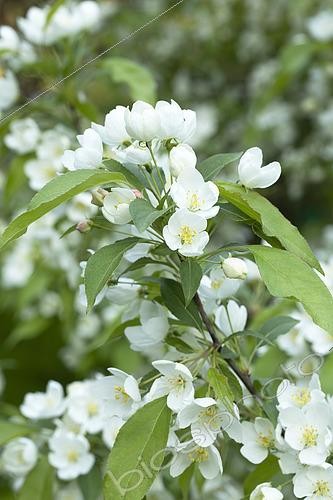 Biosphoto | 2448103 | Pommier de Mandchourie (Malus mandshurica), fleurs | &copy; Frédéric Tournay / Biosphoto