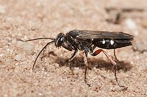 Biosphoto | 2166699 | Pompile à pattes rouges (Episyron rufipes) creusant une galerie dans le sable, Parc naturel régional des Vosges du Nord , France | &copy; Michel Rauch / Biosphoto