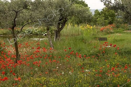 Biosphoto | 114242 | pond natural meadow and lawn | &copy; Pierre Huguet-Dubief / Biosphoto