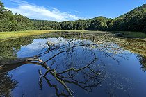 Biosphoto | 2544858 | Pond of Waldeck in the Northern Vosges. Pond classified as a nature reserve, in the Pays de Bitche, Northern Vosges, France | &copy; Jean-Philippe Delobelle / Biosphoto
