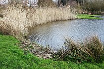Biosphoto | 2575895 | Pondside reedbed, Change, Sarthe, France | &copy; Michel Gile / Biosphoto