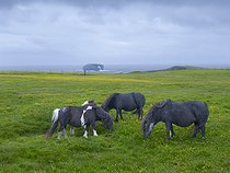 Biosphoto | 2601934 | Poney des Shetland à Esha Ness sur les îles Shetland en Écosse. Europe, Grande-Bretagne, Écosse, îles du Nord, début de l'été | &copy; Martin Zwick / Biosphoto