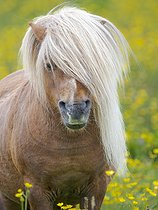 Biosphoto | 2601936 | Poney des Shetland dans une prairie de fleurs sauvages près de Heroldswick, Unst sur les îles Shetland en Ecosse. Europe, Grande-Bretagne, Écosse, îles du Nord, début de l'été | &copy; Martin Zwick / Biosphoto