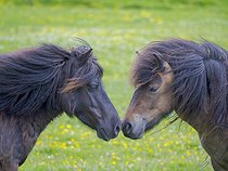 Biosphoto | 2601935 | Poneys des Shetland à Esha Ness sur les îles Shetland en Écosse. Europe, Grande-Bretagne, Écosse, îles du Nord, début de l'été | &copy; Martin Zwick / Biosphoto