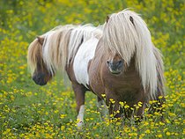Biosphoto | 2601937 | Poneys des Shetland dans une prairie de fleurs sauvages près de Heroldswick, Unst sur les îles Shetland en Ecosse. Europe, Grande-Bretagne, Écosse, îles du Nord, début de l'été | &copy; Martin Zwick / Biosphoto