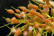 Biosphoto | 2621583 | Ponte d'un hydracarien dans une mare sur une plante aquatique, Prairies du Fouzon, Loir et Cher, France | &copy; Bruno Guénard / Biosphoto