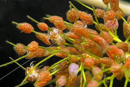 Biosphoto | 2621583 | Ponte d'un hydracarien dans une mare sur une plante aquatique, Prairies du Fouzon, Loir et Cher, France | &copy; Bruno Guénard / Biosphoto