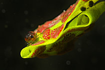 Biosphoto | 2621587 | Ponte d'un hydracarien dans une mare sur une plante aquatique, Prairies du Fouzon, Loir et Cher, France | &copy; Bruno Guénard / Biosphoto