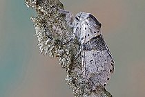 Biosphoto | 2559866 | Poplar kitten (Furcula bifida), moth on wood, side view, open wings, Gers, France. | &copy; Christophe Florin / Biosphoto