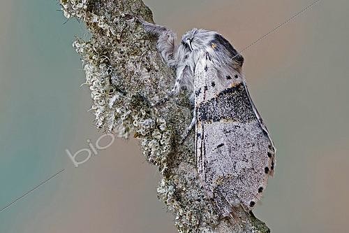 Biosphoto | 2559866 | Poplar kitten (Furcula bifida), moth on wood, side view, open wings, Gers, France. | &copy; Christophe Florin / Biosphoto