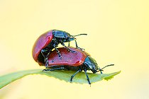 Biosphoto | 2584727 | Poplar leaf beetle (Chrysomela populi) mating on leaf, limestone lawn, Arry, Lorraine, France | &copy; Stéphane Vitzthum / Biosphoto