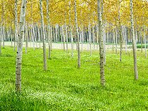 Biosphoto | 2547082 | Poplar plantation in the Po Valley, Italy | &copy; David Tatin / Biosphoto